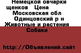 Немецкой овчарки щенков › Цена ­ 25 000 - Московская обл., Одинцовский р-н Животные и растения » Собаки   